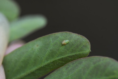 Acizzia jamatonica