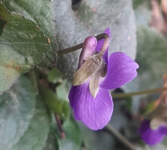 Viola alba