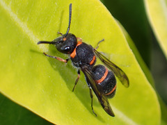 Ancistrocerus haematodes