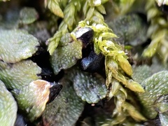 Targionia hypophylla