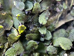 Targionia hypophylla