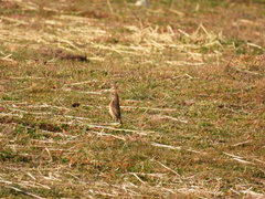 Saxicola rubicola
