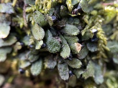 Targionia hypophylla