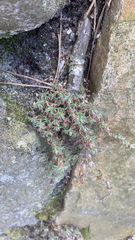 Paronychia argyrocoma