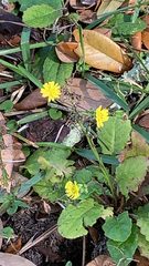 Youngia japonica