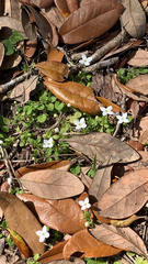 Houstonia procumbens