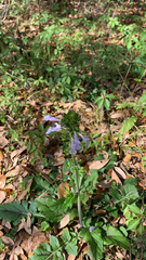 Salvia lyrata