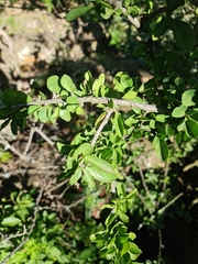 Ehretia rigida