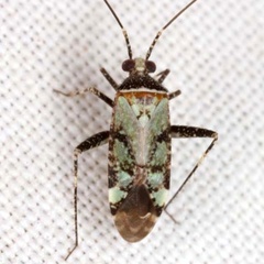 Phytocoris nigricollis