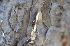 Formicinae