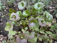 Claytonia perfoliata