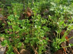 Chrysosplenium ramosum