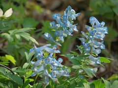 Corydalis ambigua