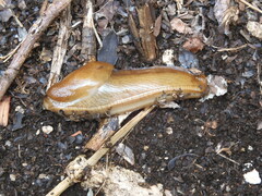 Urocyclidae