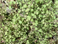 Pterostegia drymarioides