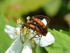 Stenurella septempunctata