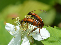 Stenurella septempunctata