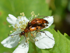 Stenurella septempunctata