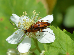 Stenurella septempunctata