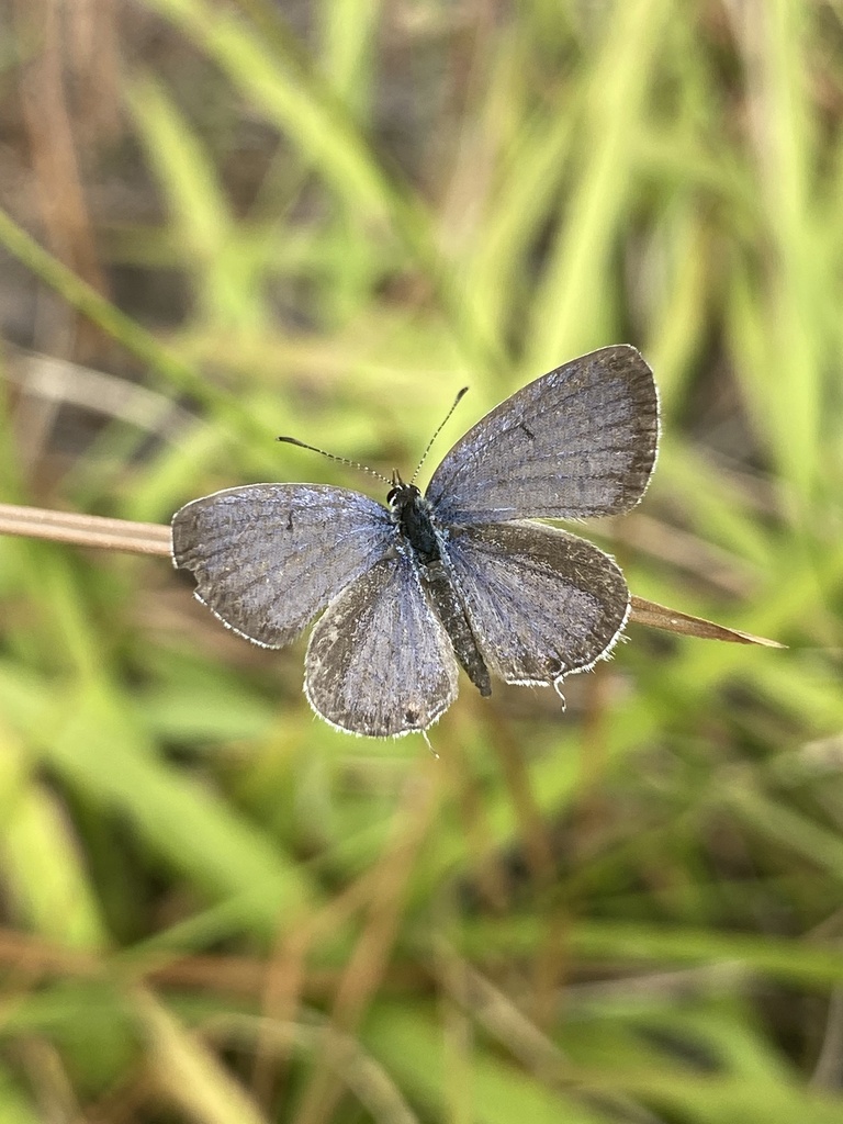 Eastern TailedBlue from Grassy Island Rd, Wadesboro, NC, US on October
