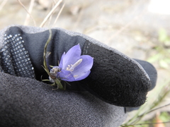 Campanula rotundifolia