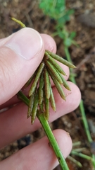 Indigofera hendecaphylla