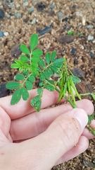 Indigofera hendecaphylla