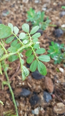 Indigofera hendecaphylla