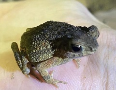 Ingerophrynus parvus