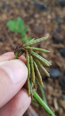 Indigofera hendecaphylla