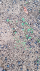 Indigofera hendecaphylla