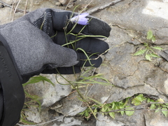 Campanula rotundifolia