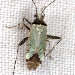 Phytocoris nigricollis
