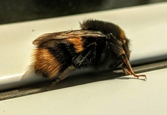Bombus terrestris audax