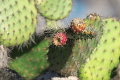 Opuntia oricola