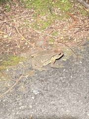 Bufo bankorensis