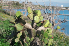 Opuntia oricola