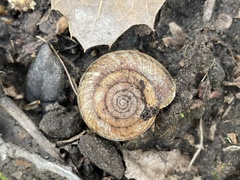 Helminthoglypta umbilicata