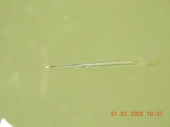 Zenarchopteridae