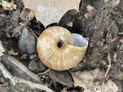 Helminthoglypta umbilicata