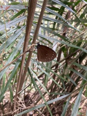 Euploea tulliolus