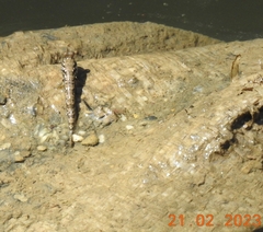 Periophthalmus argentilineatus