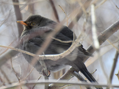 Turdus merula