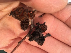 Taphrina robinsoniana