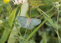 Chlorissa cloraria