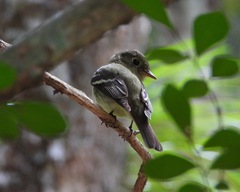 Empidonax flaviventris