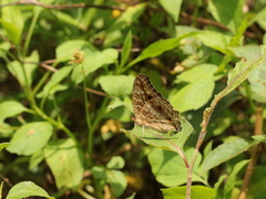 Junonia lemonias aenaria