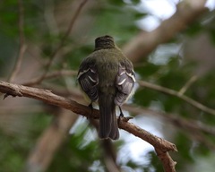 Empidonax flaviventris