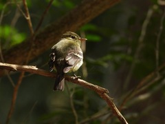 Empidonax flaviventris