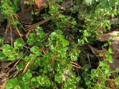 Chrysosplenium ramosum
